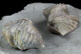 Pair Of Fossil Brachiopods (Platystrophia) - Indiana #95959-5